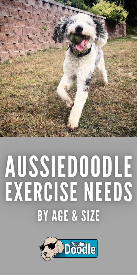 Aussiedoodle Grooming, Aussie Doodle Puppy, Mini Aussiedoodle, Aussie Doodle, Doodle Puppy, Puppy Stuff, Puppy Training, Dog Toys, Maui