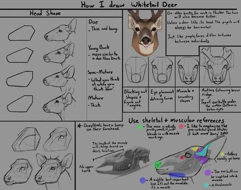 Deer Head Drawing, Head Drawing Reference, Deer Heads, Deer Drawing, Head Drawing, Animal Study, Deer Art, Anatomy Drawing, Poses References