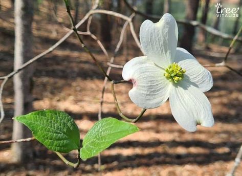 12 Different Types of Pennsylvania Native Trees Pacific Dogwood, Pagoda Dogwood, Red Osier Dogwood, Cornus Florida, Kousa Dogwood, Flowering Dogwood, Texas Garden, Dogwood Tree, Tree Identification