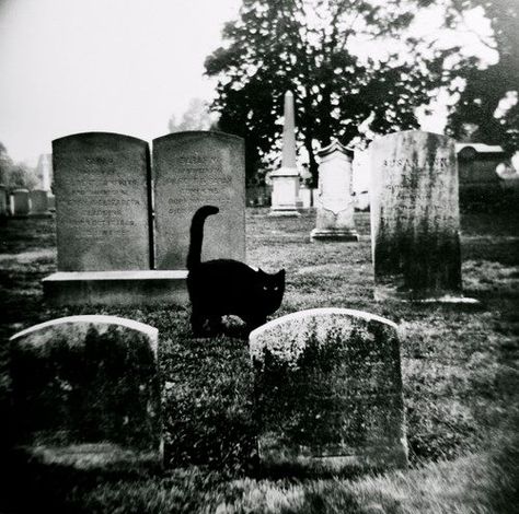 Cemetery Cat Cemetery Headstones, Old Cemeteries, Cemetery Art, A Black Cat, Six Feet Under, Black Cats, Crazy Cat Lady, Graveyard, Crazy Cats