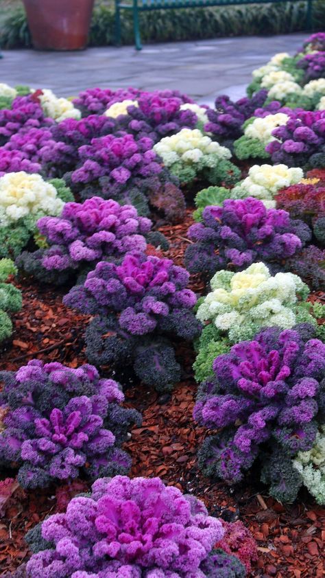 Discover the secrets of cultivating ornamental cabbage in our comprehensive guide. We'll show you how to grow and take care of ornamental cabbage step Ornamental Cabbage, Urban Gardens, Sustainable Community, Vegetable Gardens, Diy Gardening, Fall Garden, Pinterest Party, Organic Garden, Pinterest Group