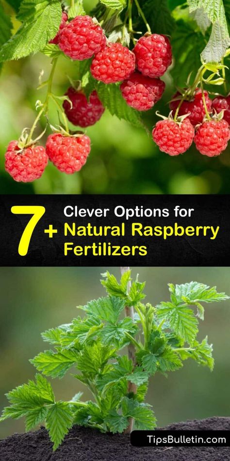 Organic Raspberry Fertilizer - DIY Raspberry Bush Food Raspberry Tree, Homemade Fertilizer, Raspberry Bushes, Diy Fertilizer, Natural Plant Food, Raspberry Bush, Growing Raspberries, Raspberry Plants, Garden Remedies