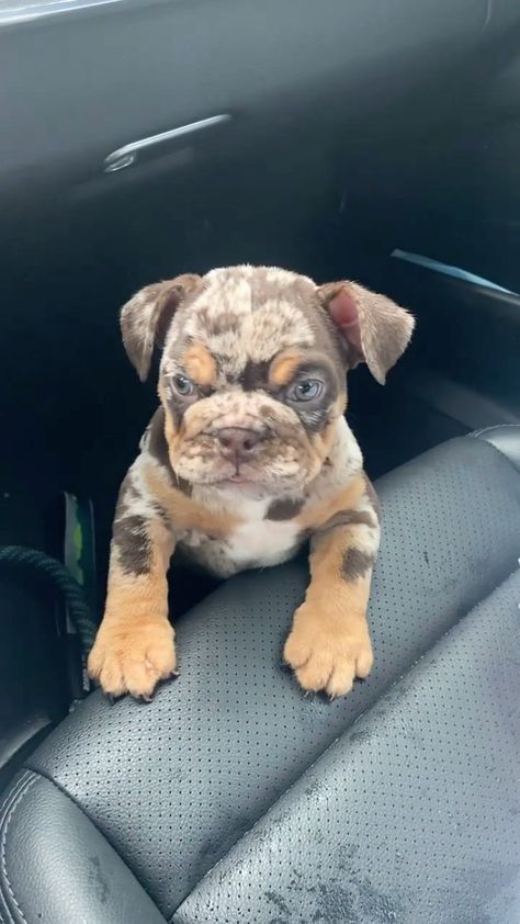 Frenchie Bulldog Puppy, Pet Dog Pictures, Baby Bulldogs, Baby Bulldog, Cute Bulldog Puppies, Cute Small Dogs, Puppy Mom, Dog Mommy