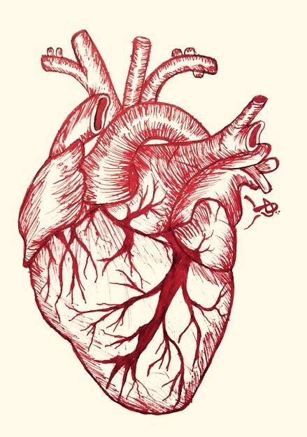 A Level Art Themes, Human Heart Art, Anatomical Heart Drawing, Human Heart Drawing, Heart Organ, Anatomical Heart Art, Drawing Heart, Heart Real, Red Heart Tattoos