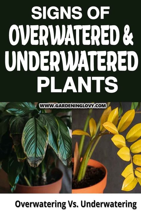 How do you differentiate between overwatered and underwatered plants? In this post, you'll learn signs of overwatered and underwatered plants and tips to get the right amount of water. How Often Should I Water My Plants, Over Watering Plants, Overwatering Plants, Watering Trees, Underwater Plants, Plant Signs, Live Indoor Plants, Outside Plants, Elephant Ear Plant