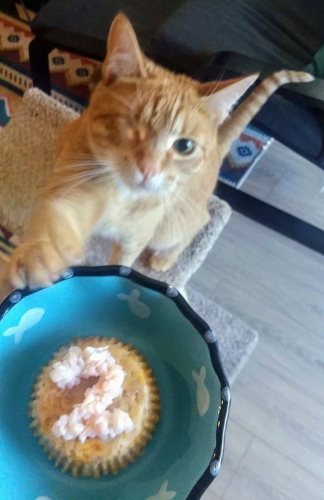 Birthday Cake for Your Cat Recipe | Allrecipes Cat Birthday Cake For Cats, Cake Recipe For Cats, Cake For Cats, Kitten Stuff, Cat Birthday Cake, Birthday Kitty, Cat Cakes, Fish Cake Birthday, Pet Recipes