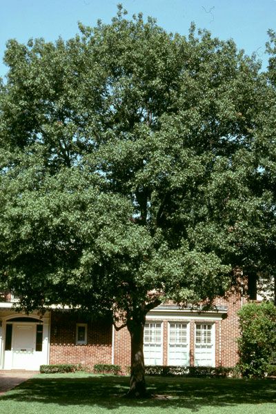 My Favorite Shade Tree (and why!) - Neil Sperry's GARDENS Best Backyard Trees, Best Shade Trees, Texas Trees, Fast Growing Shade Trees, Red Oak Tree, Trees For Front Yard, Maple Shade, Backyard Trees, Landscaping Trees