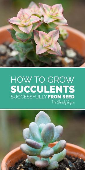 How to grow succulents from seed. #succulent #cactus #seeds Growing Succulents From Seed, Growing In Pots, Grow Succulents, Cactus Seeds, Succulent Seeds, Propagating Succulents, Types Of Succulents, Growing Succulents, Succulent Gardening