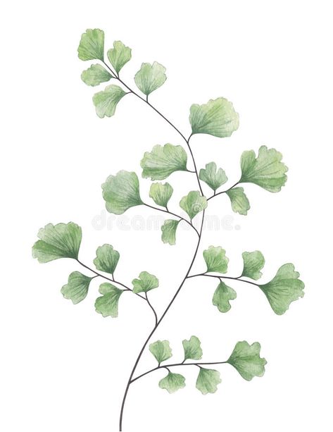 Watercolor maidenhair fern isolated on white background. Maidenhair fern isolate #Sponsored , #ad, #affiliate, #maidenhair, #isolated, #Maidenhair, #fern Maidenhair Fern Drawing, Fiddlehead Fern Art, Watercolor Ferns Paintings, Maidenhair Fern Tattoo, Fern Outline, Fern Leaf Drawing, Fern Drawing, Fern Painting, Plant Symbol