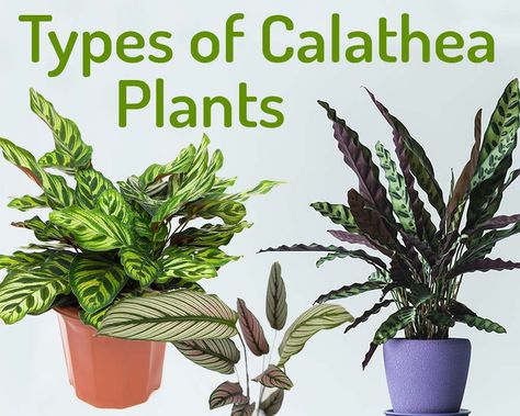 15 + Must Have Types of Calathea Plants with Pictures - My Little Jungle Popular House Plants, Calathea Plant, Zebra Plant, Prayer Plant, Herbs Indoors, New Roots, Self Watering Planter, Blooming Plants, Easy Plants