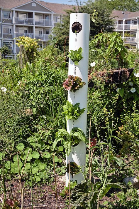 vertical gardens | Vertical gardening | GreenFuse Photos: Garden, farm & food photography Upright Garden Planter, Lettuce Tower, Dyi Garden, Potted Garden, Vertical Vegetable Gardens, Salad Lettuce, Strawberry Planters, Urban Chickens, Vertical Vegetable Garden