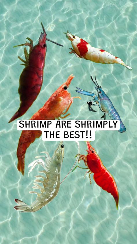 #shrimp #silly #guy Pet Shrimp, Silly Guy, Drawing Reference, Connect With People, Your Aesthetic, Creative Energy, Dumb And Dumber, Energy, Pet