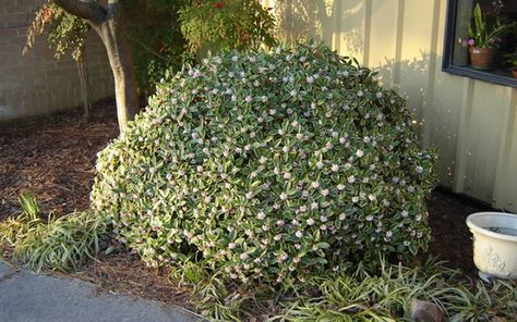 It looks like bowes all over it Small Garden Rockery, Entry Garden Ideas, Winter Daphne, Daphne Odora, Daphne Shrub, Pinterest Plant, Pinterest Garden, Buy Christmas Tree, Pink Winter