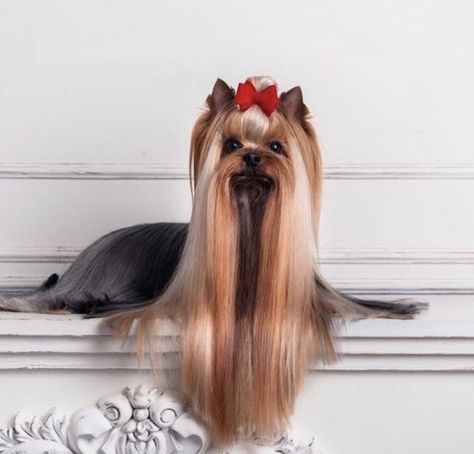 The 18 Cutest Yorkshire Terrier Costumes and Hairstyles – Page 3 – The Paws Yorkie Terrier Long Hair, Yorkie Long Hair, Yorkshire Terrier Long Hair, Party Yorkie Haircut, Yorkie Hairstyles, Blonde Yorkie Yorkshire Terrier, Yorkshire Terrier Haircut, Dog Print Tattoo, Yorkie Haircuts