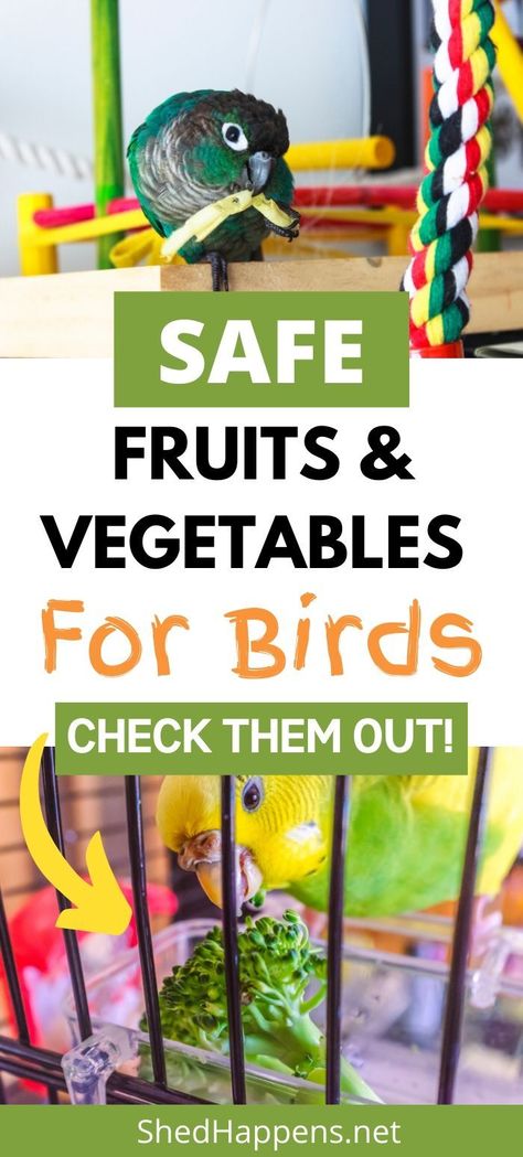 Conure Food List, Food For Conures, Parakeet Food Ideas, Budgie Food List, Budgie Treats, Parakeet Treats, Budgie Tips, Pet Budgie, Budgie Food