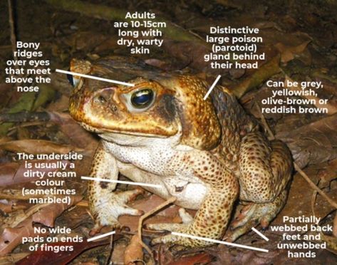 Egg hatching Cane toad eggs will hatch in 24-72 hours. Cane Toad, Frog Eggs, Egg Hatching, Frog Species, Duck Pond, Native Australians, Frog And Toad, Tree Frogs, Wildlife Animals