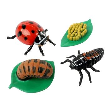 Insect Lore Ladybug Life Cycle Stages | Wayfair Dragonfly Life Cycle, Ladybug Larvae, Ant Life Cycle, Cycle Stages, Ladybug Life Cycle, Insect Life Cycle, Spring Theme Preschool, Bug Toys, Butterfly Life Cycle