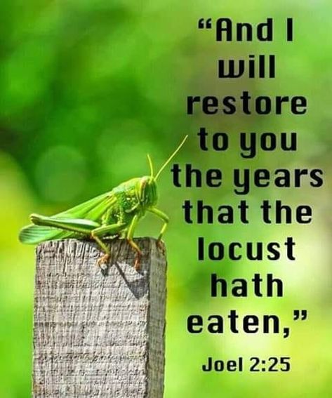 Joel 2:25, Restoration Prayers, Joel 2, God Is Faithful, Bible Verses Kjv, Happy Sabbath, Bible Quote, Faith Prayer, Bible Verses Quotes Inspirational