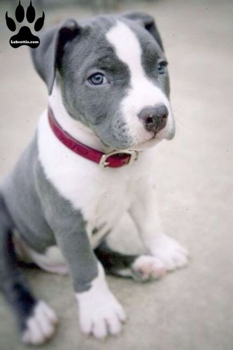 Labrabull- A Labrador Pitbull Mix | Labrottie.com White Pitbull Puppies, Cute Pitbull Puppies, Pitbull Puppy, Pitbull Puppies, Pitbull Mix, Sweet Dogs, Pitbull Dog, Baby Dogs, Beautiful Dogs