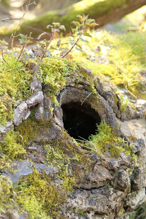 Mossy log Stock 01 by Malleni-Stock Log Photography, Backgrounds For Drawings, Mossy Log, Mushroom Plant, Show Your Work, Slime Mould, Art Sites, My Gallery, View Image