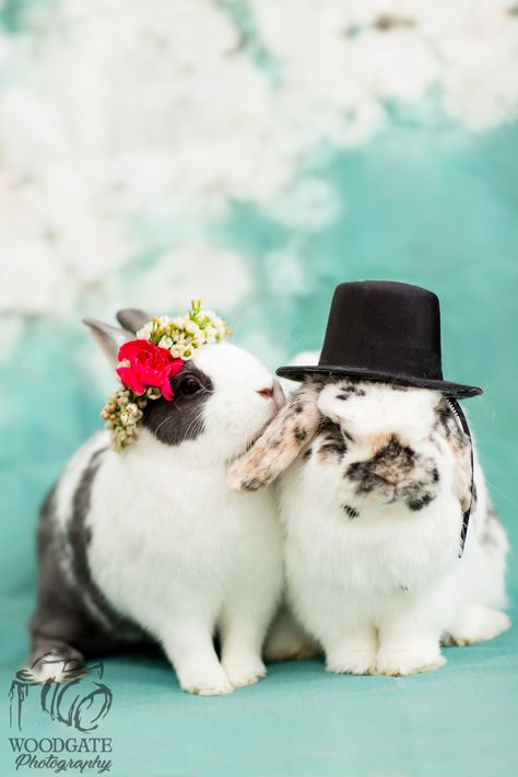 Rabbit Photoshoot Ideas, Bunny Photoshoot Ideas, Wedding Bunnies, Rabbit Tips, Bunny Photoshoot, Bunnies In Love, Bunny Photography, Dog Photography Studio, Bunny Wedding