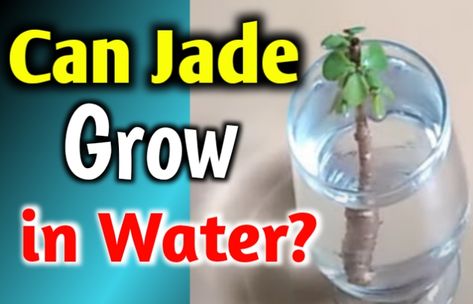 Jade Plant In Water, Hoya Krimson Queen, Pothos In Water, Plants Grown In Water, Water Survival, Lucky Plant, Growing Vines, Orchid Bark, Jade Plant