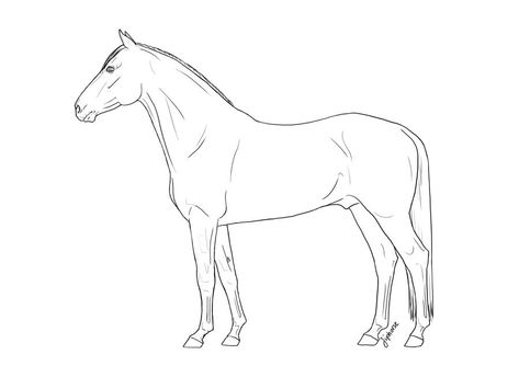 Horses Drawings, Draw Horse, Horse Outline, Standing Horse, Horse Animation, Dutch Warmblood, Horse Sketch, Ipad Drawings, Chestnut Color