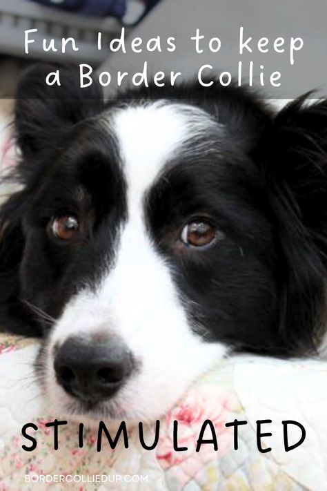 Keep Your Border Collie Busy! German Shepherd Border Collie Mix Dogs, Border Collie Aussie Mix Puppies, Border Collie Aesthetic, Border Collie Puppy Training, Short Haired Border Collie, Border Aussie, Border Collie Humor, Border Collie Names, Border Collie Colors