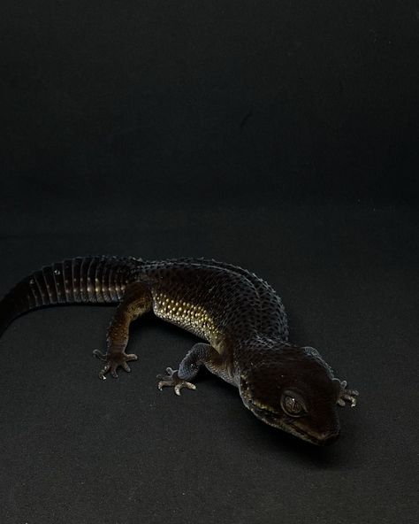 Pure Black Night Leopard Gecko by Quiroz Geckos Leopard Gecko Black, Leopard Gecko Morphs, Reptile Cage, Reptile Enclosure, Crested Gecko, Horror Monsters, Black Night, List Of Animals, Leopard Gecko