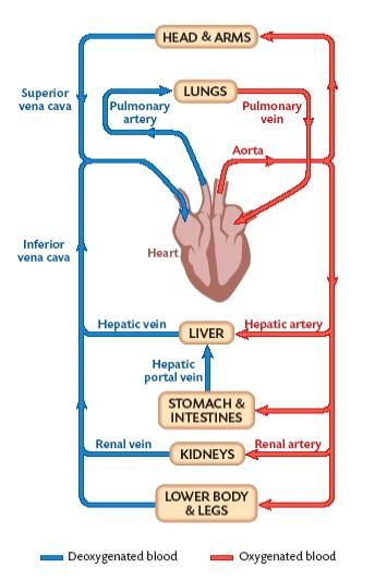 The Circulatory System, Basic Anatomy And Physiology, Nursing Student Tips, Biology Facts, Medical Student Study, Nursing School Survival, Biology Lessons, Nursing School Studying, Medical School Inspiration