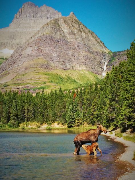 Cow and Calf Moose in Fishercap Lake, Glacier National Park, Montana 2traveldads.com #TravelDestinationsUsaMontana Fishercap Lake, Glacier National Park Trip, Cow And Calf, National Park Lodges, Many Glacier, Glacier National Park Montana, Glacier Park, National Parks Trip, Usa Travel Destinations