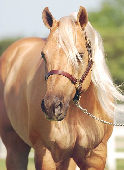 Quarter Horse reining stallion HollywoodsTinselTown Palomino Stallion, Palomino Horses, Amazing Horses, Horse Reining, Golden Horse, Palomino Horse, Quarter Horses, Most Beautiful Animals, Majestic Horse