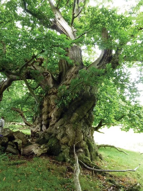 That old chestnut: how sweet chestnuts came to Britain - Current Archaeology Sweet Chestnut Tree, Croft Castle, Weird Trees, Chestnut Tree, Roman Britain, Sweet Chestnut, Chestnut Trees, Roman Mosaic, The Romans