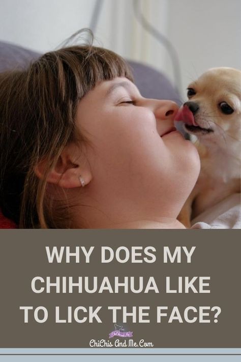 Have you ever wondered why? I know I have. Chihuahuas seem to especially love licking you in the face. #chihuahualicking, #chihuahuacare, #chihuahuapuppies, #chihuahuadogs, #chihuahuamix, #chihuahuafacts, #chihuahuaarticles, #chihuahuahelp, #chiwawa, #chihuahuaproblems, #chihuahuawebsite, #chihuahuabehaviorissues #chi, Chiwawa Chihuahuas, Chihuahua Facts, Behavior Tips, Wild Animals Pictures, Human Babies, Cute Chihuahua, Pet Fox, Tiny Dogs, Animal Facts