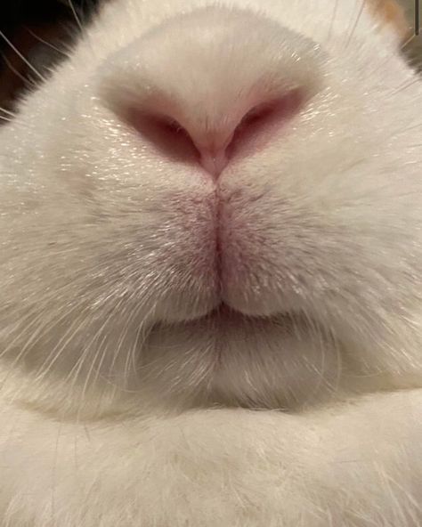 Olivia on Instagram: “the mouth 🐰 . . . . . . . . . . . . . . . . 💓💓💓💓💓 Bunny 🐰 hashtags: #rabbits #rabbit #bunny #rabbitsofinstagram #bunnies…” Ant Colony, Being Chased, Wild Rabbit, Black Bunny, Rabbit Care, House Rabbit, Bunny Pictures, Body Picture, Pet Rabbit