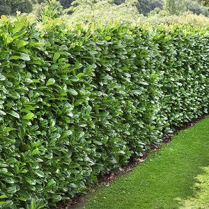 Privacy Hedges Fast Growing, Laurel Bush, Fast Growing Privacy Shrubs, English Laurel, Laurel Shrub, Laurel Plant, Prunus Laurocerasus, Laurel Hedge, Fast Growing Hedge