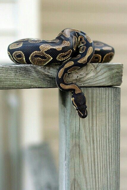 Beautiful Python Royal, Scary Snakes, Python Morphs, Cool Snakes, Python Regius, Pretty Snakes, Cute Snake, Reptile Snakes, Pet Snake