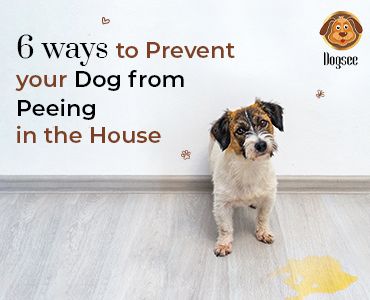 6 Ways to Prevent Your Dog from Peeing in the House | Dogsee House Training Dogs, Positive Encouragement, Dog Pee, Dog Ages, Indoor Dog, Older Dogs, Home Quotes And Sayings, Positive Reinforcement, Old Dogs