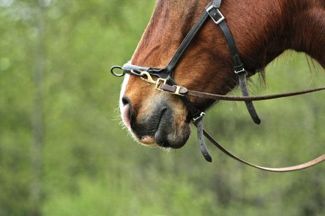 Bitless Horse Riding, Wellness Magazine, Bitless Bridle, Indoor Arena, Horse Heads, Round Pen, Two Horses, Horse Bits, Barrel Racing