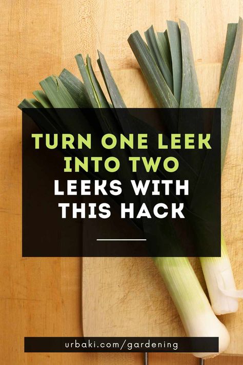 Regrowing Vegetables, How To Grow Leeks, Grow Leeks, Leek Plant, Growing Leeks, Regrow Vegetables, Kitchen Scraps, Growing Veggies, Grow Bags