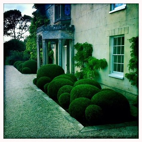 Very atmospheric cloud pruned box  www.niwaki.com Cloud Pruning, Steep Gardens, Boxwood Landscaping, Courtyard Plants, Shade Landscaping, Boxwood Garden, Garden Hedges, Garden Balls, Love Garden