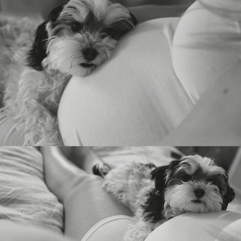 Dog And Human Maternity Shoot, Dog And Pregnant Belly Photo Ideas, Maternity Photography With Small Dog, Pet Maternity Shoot, Home Maternity Photography With Dog, Indoor Maternity Photos With Dog, Studio Maternity Photos With Dog, Maternity Shoot With Pets, Maternity Picture With Dog