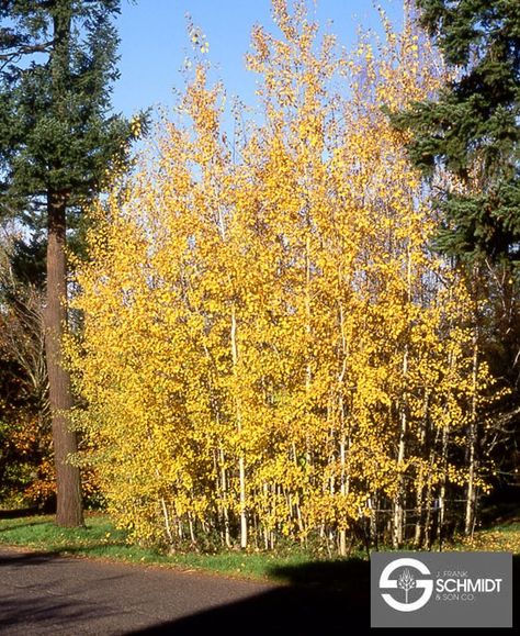 Quaking Aspen (Populus tremuloides) Quaking Aspen, Short Trees, Columnar Trees, Tree Species, Meteor Garden 2018, Magic Garden, Plant Images, Garden Route, Aspen Trees