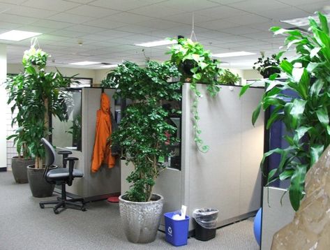 Are you stuck in a cubicle while the sun is shining outside? Surround yourself with gorgeous, easy-to-care-for plants that will bring the outdoors in. Cubicle Plants, Indoor Office Plants, Indoor Plants Apartments, Indoor Plants Clean Air, Indoor Plants Bedroom, Indoor Plant Display, Indoor Plants Low Light, Indoor Plants Styling, Indoor Plant Wall