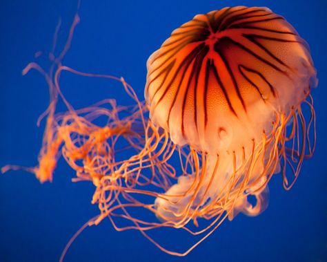 No:1 Jellyfish Fairy, Compass Jellyfish, Sea Nettle Jellyfish, Nettle Jellyfish, Life In Water, One Piece Ocs, Sea Jellies, Vancouver Aquarium, Ocean Background