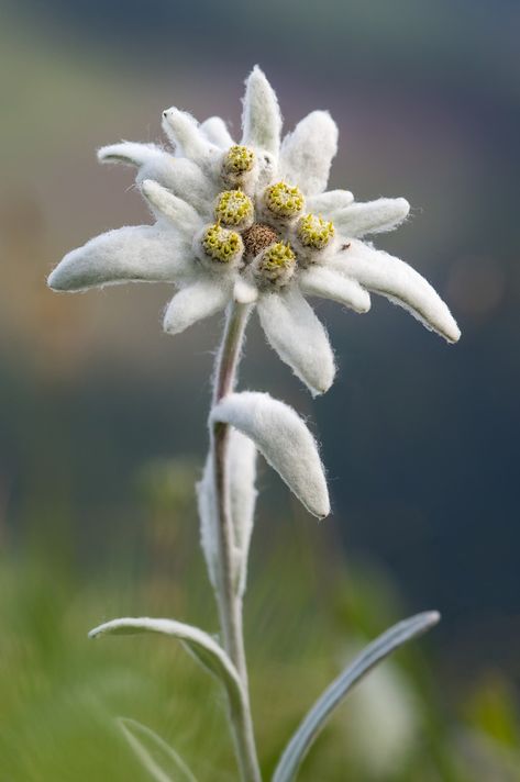 No Not Nie, #Nie Blue Passion Flower, Passiflora Caerulea, Alpine Flowers, Cactus Seeds, Edelweiss Flower, Wildflower Garden, Rare Flowers, Herbaceous Perennials, Wildflower Seeds