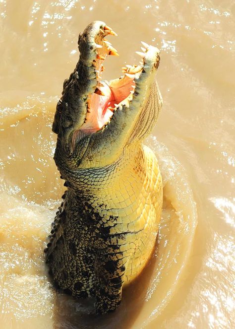 74 Scary and Creepy Animals (That Actually Exist)  #animals #scary #crocodile Creepy Animals, Reptiles, Alligator, Water, Animals