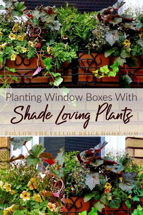 Planting Window Boxes with Shade Loving Plants Planter Gardens, Beach Landscaping, Planter Boxes Flowers, City Gardening, French Ethereal, Shade Loving Plants, Shade Loving Flowers, Fall Window Boxes, Window Box Plants