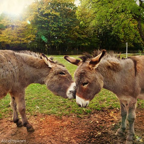 I like you The miniature donkeys are so cute. Two Donkeys, Miniature Donkeys, Farm Animal Paintings, Mini Donkey, Miniature Donkey, Cute Donkey, Animal Magic, Kittens And Puppies, I Like You