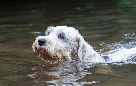 The top ten British dog breeds that need saving and quickly - Country Life British Dog Breeds, Basset Griffon, British Dog, Sealyham Terrier, Dogs Trust, Animal References, Hams, Top Ten, Beautiful Dogs